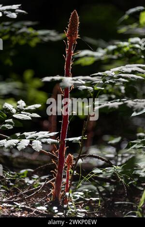 Pinedrops & Wild Rose, Wallowa Mountains, Oregon. Stockfoto