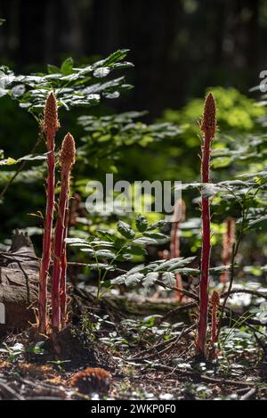 Pinedrops & Wild Rose, Wallowa Mountains, Oregon. Stockfoto