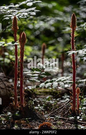 Pinedrops & Wild Rose, Wallowa Mountains, Oregon. Stockfoto