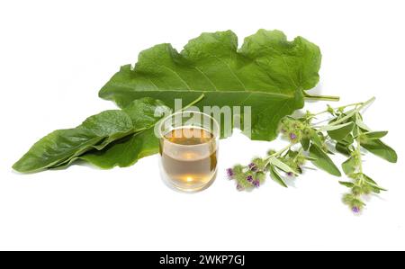 Infusion von Klette, Sie können die Blätter und Früchte dieser Heilpflanze sehen, Studio-Aufnahme, isoliert auf weißem Hintergrund Stockfoto