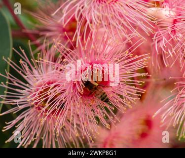 Eine Biene in der Mitte einer rosa roten Eukalyptusbaumblume oder -Blüte, die Nektar bestäubt und sammelt, australischer Garten Stockfoto