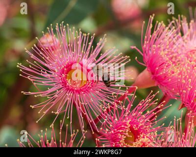 Eine Biene im Flug vor rosafarbenen Eukalyptusblüten oder Blüten aus der Nähe, bestäubt und Nektar sammelt, australischer Garten Stockfoto