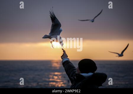 Odessa, Ukraine. Februar 2024. Eine Frau ernährt Möwen früh am Morgen bei Sonnenaufgang am Ufer des Schwarzen Meeres in der Hafenstadt Odessa. Am 24. Februar 2024 jährt sich der Beginn des russischen Aggressionskrieges gegen die Ukraine zum zweiten Mal. Quelle: Kay Nietfeld/dpa/Alamy Live News Stockfoto