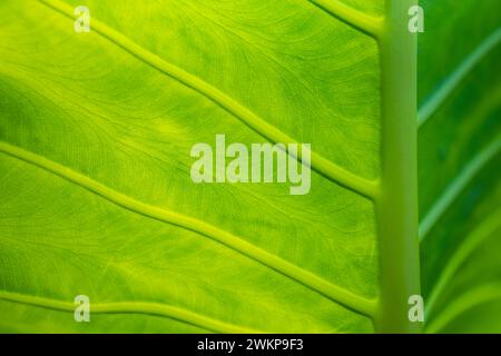 Grüner Leaves Hintergrund mit Kopierraum, Nahansicht des Palmblattes. Sonnige tropische Gartenpflanze, Waldlandschaft, Sommerwuchs, Frische Stockfoto