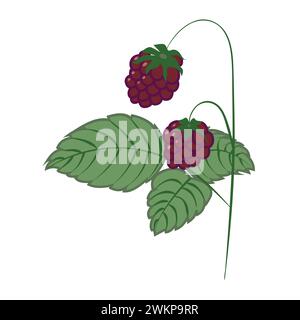 Himbeerzweig mit Reifen Beeren und grünen Blättern im Cartoon-Stil. Vektorillustration isoliert auf weißem Hintergrund. Stock Vektor