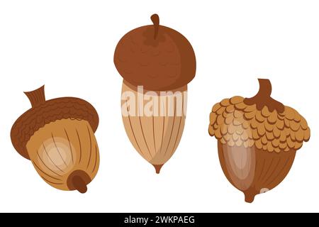 Eichelsatz. Samen, Früchte aus Eiche. Symbole im Cartoon-Stil. Vektorillustration auf weißem Hintergrund isoliert. Stock Vektor