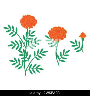Ein Set orangener Ringelblumen. Vektorillustration isoliert auf weißem Hintergrund. Stock Vektor