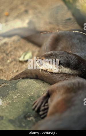 Im Zoo von Bali in Singapadu, Sukawati, Gianyar, Bali, Indonesien, wird der haarige Otter (Lutra sumatrana), ein semiaquatischer Fleischfresser, fotografiert. Stockfoto