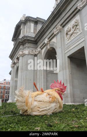 Madrid, Spanien. Februar 2024. Ein Huhn namens Manolo wurde von Guadalajara nach Puerta de Alcala, Madrid gebracht, um eine landwirtschaftliche Demonstration durchzuführen. Quelle: Cesar Luis de Luca/dpa/Alamy Live News Stockfoto