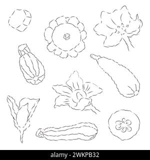 Zucchini, Patisson, Zucchini. Satz von Vektorillustrationen im Doodle-Stil isoliert auf weißem Hintergrund. Stock Vektor
