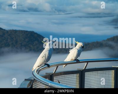 Zwei wunderschöne weiße Kakaos mit Schwefelkammerung auf dem Geländer am Echo Point Aussichtspunkt mit Blick auf die Wolken und Gummibäume der Blue Mountains Stockfoto