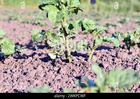 Die ersten Blätter und Stiele des Kartoffelbusches brachen durch den Boden. Stockfoto