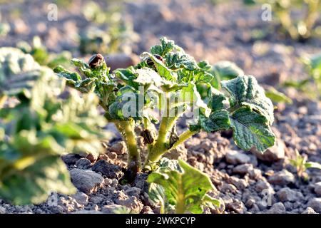 Die Kartoffelkäfer aus Colorado leben an Kartoffelsträuchern, die im Garten angebaut werden. Stockfoto