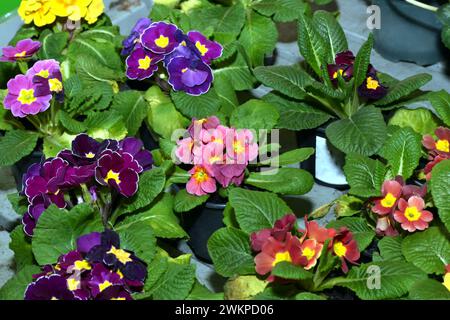 Schaufenster in einem Geschäft mit einer blühenden Pflanze Primrose. Stockfoto