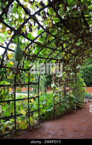 Kürbis-Tunnel bei Babylonstoren in Simondium Winelands in Westkap, Südafrika Stockfoto