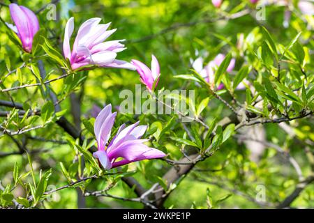 Blühende Magnolienzweige auf einem verschwommenen grünen Hintergrund eines Frühlingsgartens. Stockfoto