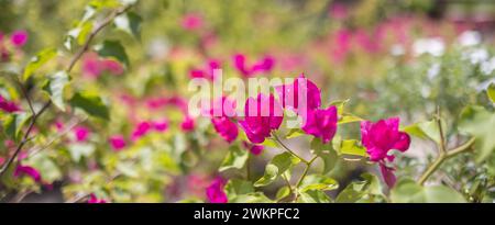 Wunderschöne Bougainvillea Blumen und Bougainvillea Pflanzenbaum im Sommer üppige Laub Regenzeit (Bougainvillea glabra Choisy). Blumen rosa lila Stockfoto