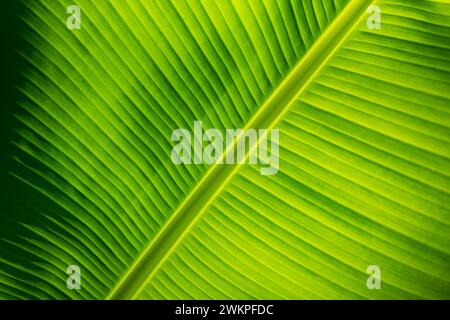 Erstaunliches grünes Blatt-Makro. Helle, sonnige Nahaufnahme, künstlerische Panoramaaussicht. Details der hinterleuchteten Textur und des Musters der Palmblätter Pflanzen die Natur der Adern Stockfoto