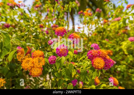 Heller tropischer Gartenpark mit Sommerblumen auf verschwommenem Hintergrund. Exotisches Laub in einem Feengarten. Künstlerisch blühende Blumen, orange rosa Stockfoto