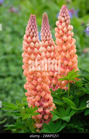 Lupinus Salmon Star, Lupine Salmon Star, Spitzen aus pfirsichfarbenen und rosa Blüten Stockfoto