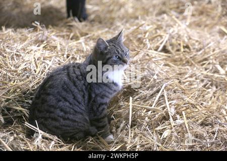 Eine Hauskatze blickt am Dienstag 13.02.2024 in der Gemeinde Ruhner Berge, OT Drenkow Landkreis Ludwigslust Parchim auf dem örtlichen Siebengiebelhof bei einem Presstermin neugierig in die Kamera. Im Verlauf des Tages besuchte die Bundesministerin für Umwelt, Naturschutz, nukleare Sicherheit und Verbraucherschutz, Steffi Lemke den Hof. Dort informierte sie sich über die aktuellen Herausforderungen in der Landwirtschaft und künftige Lösungsansätze für die Landwirte. Das landwirtschaftliche Unternehmen ist ein kleiner, innovativer Betrieb mit 25 Milchkühen in Weidehaltung, eigene Käserei und Di Stockfoto