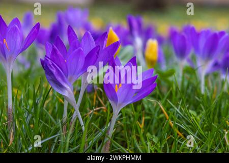 Krokusblüte, Kirchheim unter Teck. / 20.02.2024: Kirchheim unter Teck, Baden-Württemberg, Deutschland. *** Krokusblüte, Kirchheim unter Teck 20 02 2024 Kirchheim unter Teck, Baden Württemberg, Deutschland Stockfoto