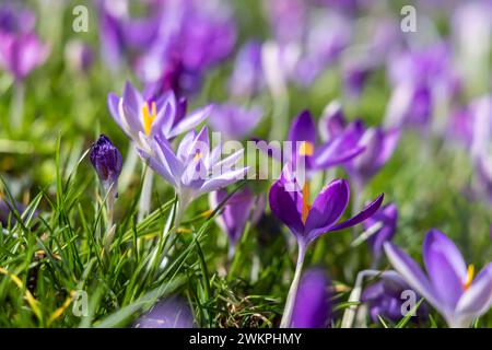 Krokusblüte, Kirchheim unter Teck. / 20.02.2024: Kirchheim unter Teck, Baden-Württemberg, Deutschland. *** Krokusblüte, Kirchheim unter Teck 20 02 2024 Kirchheim unter Teck, Baden Württemberg, Deutschland Stockfoto