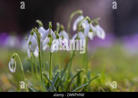 Blühende Schneeglöckchen Galanthus, Kirchheim unter Teck. / 20.02.2024: Kirchheim unter Teck, Baden-Württemberg, Deutschland. *** Blühende Schneeglöckchen Galanthus , Kirchheim unter Teck 20 02 2024 Kirchheim unter Teck, Baden Württemberg, Deutschland Stockfoto