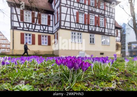 Krokusblüte, Kirchheim unter Teck. / 20.02.2024: Kirchheim unter Teck, Baden-Württemberg, Deutschland. *** Krokusblüte, Kirchheim unter Teck 20 02 2024 Kirchheim unter Teck, Baden Württemberg, Deutschland Stockfoto