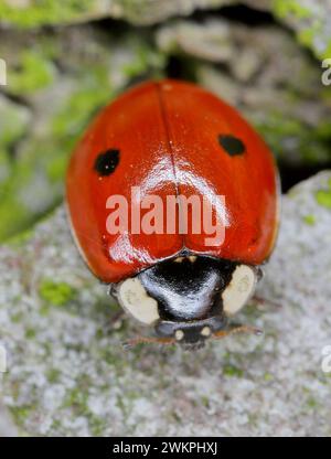 Zwei gepunktete Käfer (Adalia bipunctata). Stockfoto