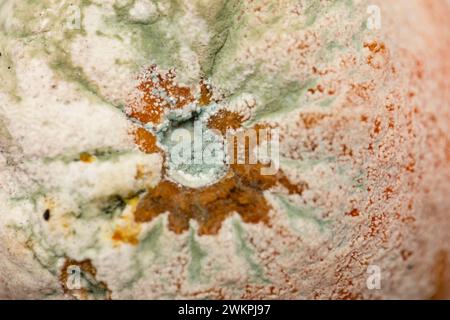 Schimmelige, überreife Mandarine, bunte und verschiedene Formen auf der Haut der Frucht. Stockfoto
