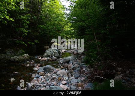 Ein ruhiger Bach, der sich durch einen Wald zwischen Felsen und Bäumen schlängelt Stockfoto