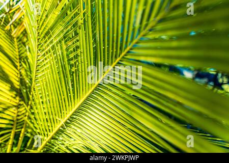 Tropische Palmblätter und Schatten, exotischer abstrakter natürlicher grüner üppiger Hintergrund, dunkle Farbtexturen. Sonnenschein Garten Park Pflanzen Sommerlaub Stockfoto