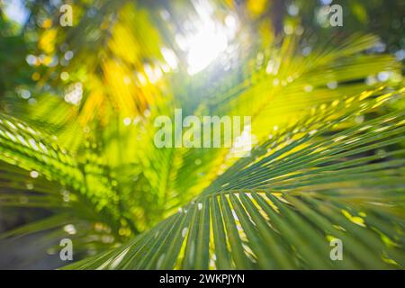 Tropische Palmblätter und Schatten, exotischer abstrakter natürlicher grüner üppiger Hintergrund, dunkle Farbtexturen. Sonnenschein Garten Park Pflanzen Sommerlaub Stockfoto