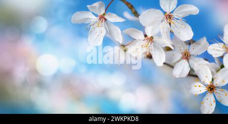 Schöne zarte weiße Kirschblüten mit blauem Bokeh-Hintergrund und Kopierraum, Panoramaformat Stockfoto