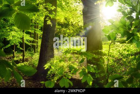 Waldlandschaft mit der Sonne hinter üppig grünen Bäumen, mit grünem Laub, das zwei Baumstämme in der Mitte umrahmt Stockfoto