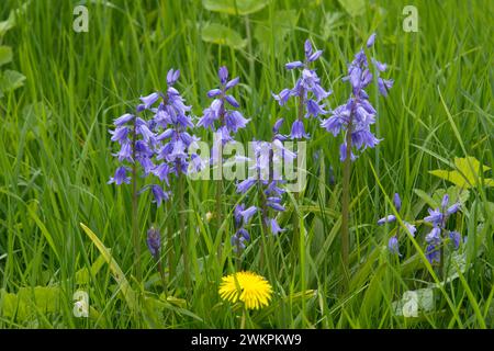 Natürliche spanische Blauglocken (Hyacinthoides hispanica) in voller Blüte unter wilden Kräuterpflanzen, invasive Arten, Berkshire, Mai Stockfoto