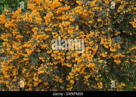 Darwin's Berberitze (Berberis darwinii) bedeckt mit kleinen Orangenblüten über kleinen dunkelgrünen ovalen immergrünen Stachelblättern, Berkshire, Mai Stockfoto