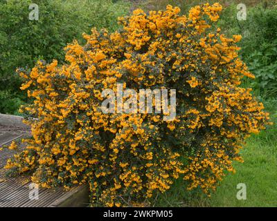 Darwin's Berberitze (Berberis darwinii) bedeckt mit kleinen Orangenblüten über kleinen dunkelgrünen ovalen immergrünen Stachelblättern, Berkshire, Mai Stockfoto