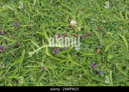 Breitblättriges Unkraut (Weißklee, Schafgarbe selbst heilen), das in einem gemähten Gartenrasen wächst und für Bestäuber und wirbellose Futtertiere blüht, Berkshire, Jun Stockfoto