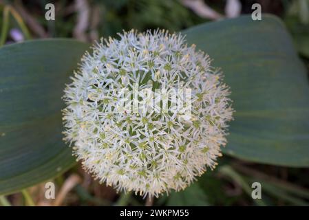 Turkistan oder Zierzwiebeln (Allium karataviense) kugelförmiger weißer Doldenblütenkopf an einem kurzen Stiel mit zwei breiten graugrünen Blättern. Stockfoto