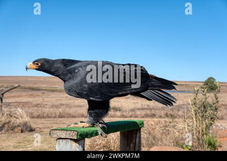 Verreaux's Eagle, Vogelschutzgebiet, Falke auf einem hölzernen Zaun, schwarzer Verreaux Eagle Stockfoto