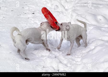 Zwei kleine weiße Hunde spielen mit rotem Gummireifen im Schnee. Stockfoto