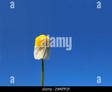 Deutsche Kamille (Matricaria chamomilla) echte Kamille Stockfoto