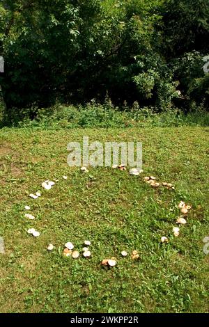 Feenring, Pilze wachsen im Kreis Stockfoto