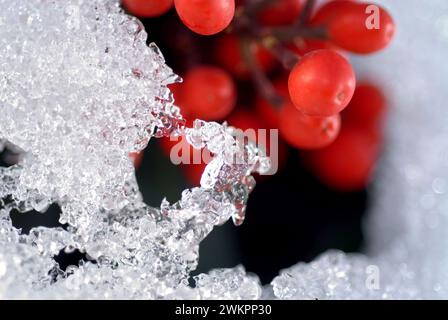 (Cotoneaster Horizontalis) rote Beeren im Schnee Stockfoto