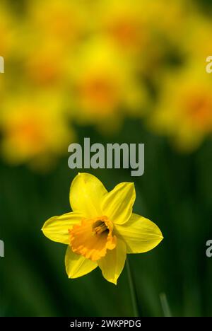 Gelbe Narzissen (Narcissus Pseudonarcissus) Stockfoto