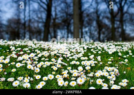 Frühlingswiese mit Daisy ( Bellis Perennis) München, Bayern, Deutschland Stockfoto