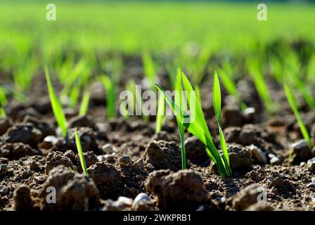 Junge Triebe einer Getreidepflanze mit Hintergrundbeleuchtung, Weizen, Roggen oder Gerste Stockfoto