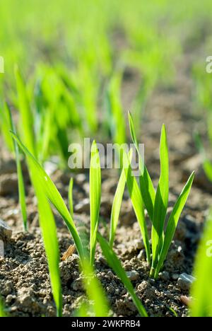 Junge Triebe einer Getreidepflanze mit Hintergrundbeleuchtung, Weizen, Roggen oder Gerste Stockfoto